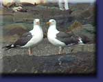 Sea Gulls, click to enlarge